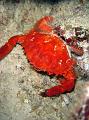 SIMILAN nov  2008 .PHOTO PHILIPPE (148)